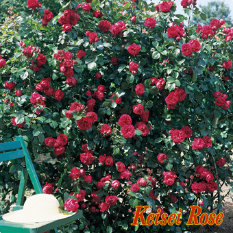 ルージュ ピエール ドゥ ロンサール 大苗(4.5号角鉢)｜【京成バラ園