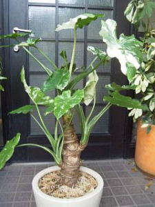 アロカシア斑入り（クワズイモ斑入り）