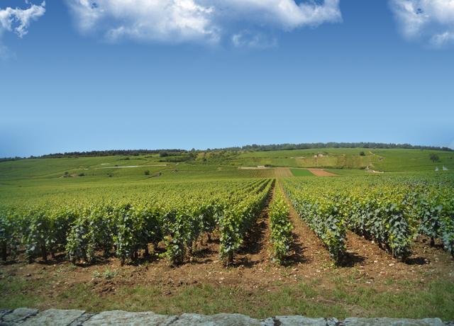 ワインの味を決める重要な要素「テロワール」とは？ | エノテカ