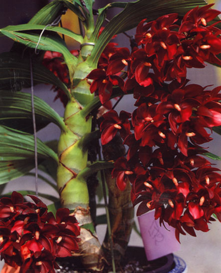 Catasetum系② - オーキッドバレーミウラ