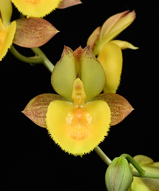 Catasetum系② - オーキッドバレーミウラ
