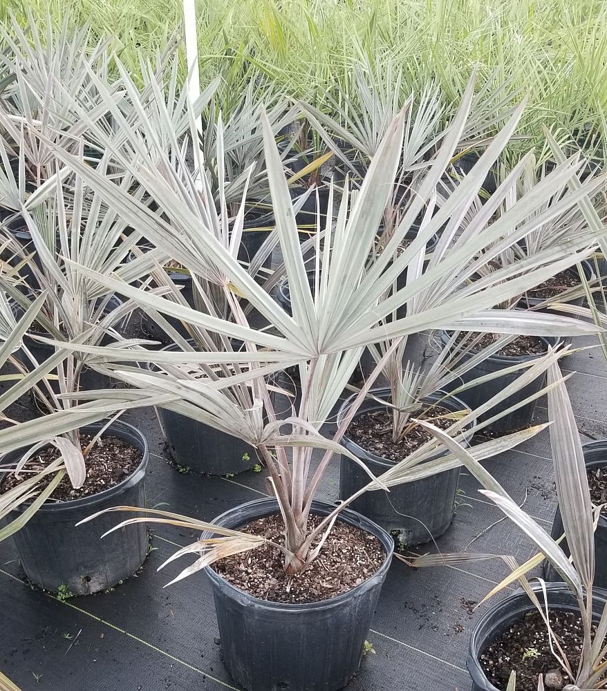 Buy Bismarckia Nobilis, Silver Bismarck Palm | Eureka Farms