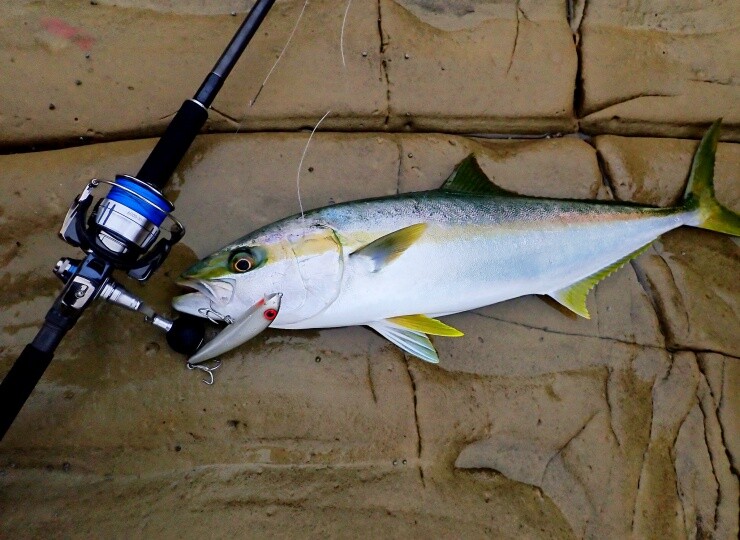 UC10PRO LR（スピニング）（2023モデル） | FCLLABOネットショップ