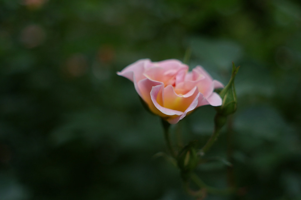 Yashinon DX 35mm f/2.8 - PentaxForums.com