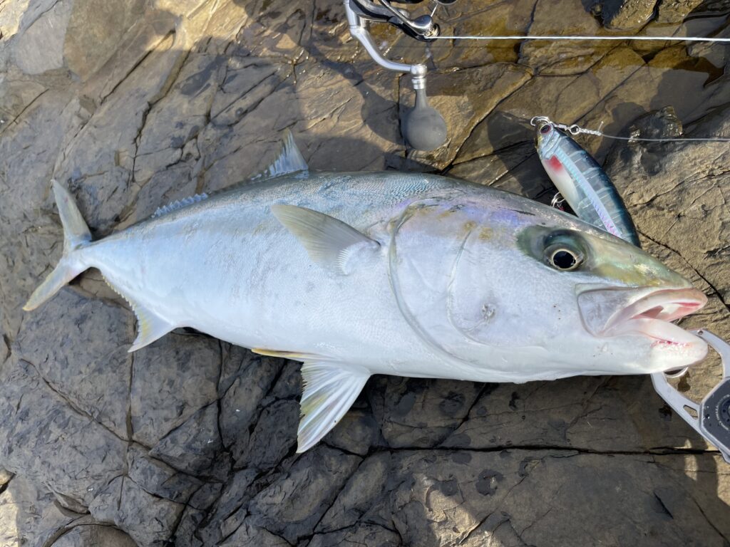 実釣比較】青物狙いにおすすめなダイビングペンシル・選び方の基本を