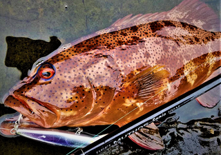 ミュートスソニオでショアシギングを楽しみたい！【ゼナック】