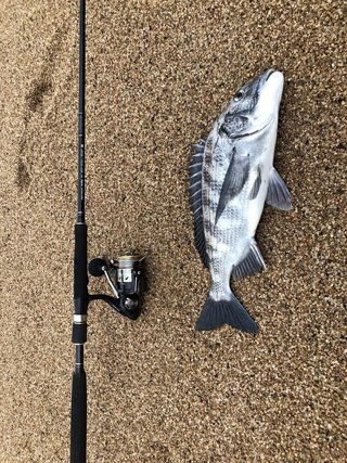 ヘチ竿を使って大型チヌを釣りたい！特徴や使い方・おすすめアイテムを