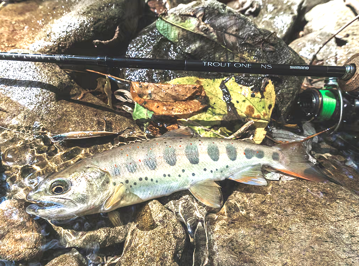 トラウトワンNSは2024年新登場のネイティブトラウトゲーム専用ロッド