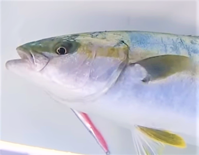 ロックショアゲームの魅力！ヒラマサなどの大型青物を釣り上げたい