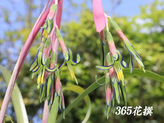 ヨウラクツツアナナス｜園芸植物小百科｜育て方｜花の写真