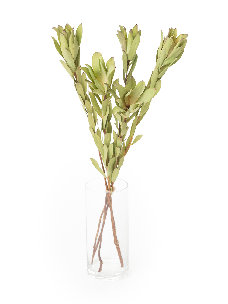 ドライ】リューカデンドロン マウンテンローズ【緑/60cm】｜Flower