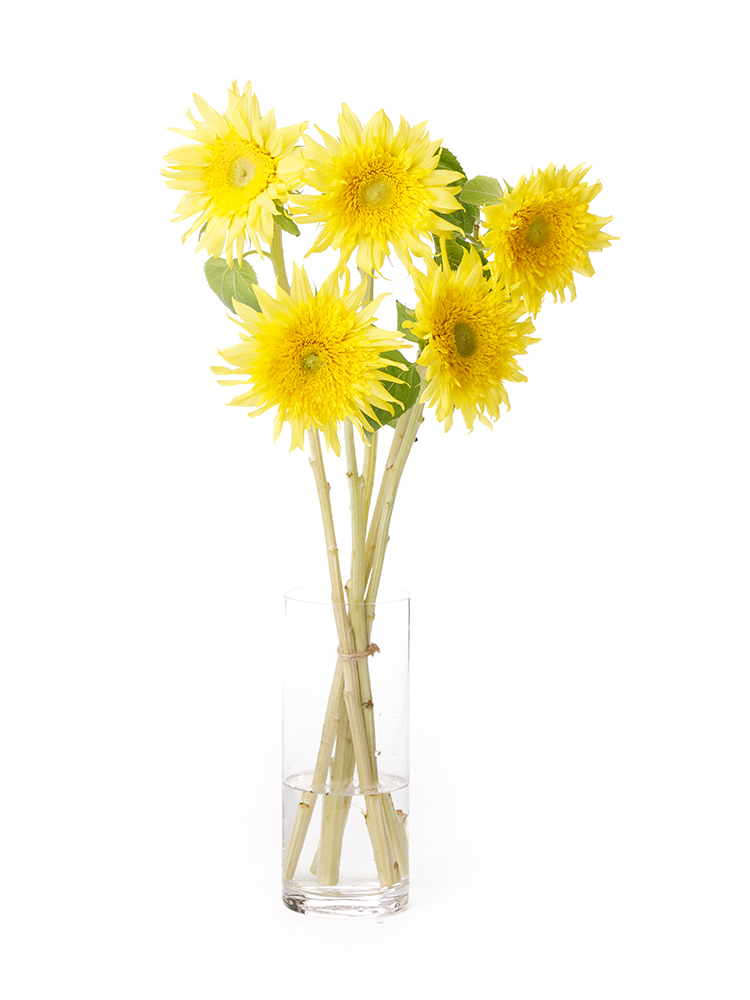 生花】ひまわり モネノヒマワリ【黄/60cm/新潟県】｜Flower Smith