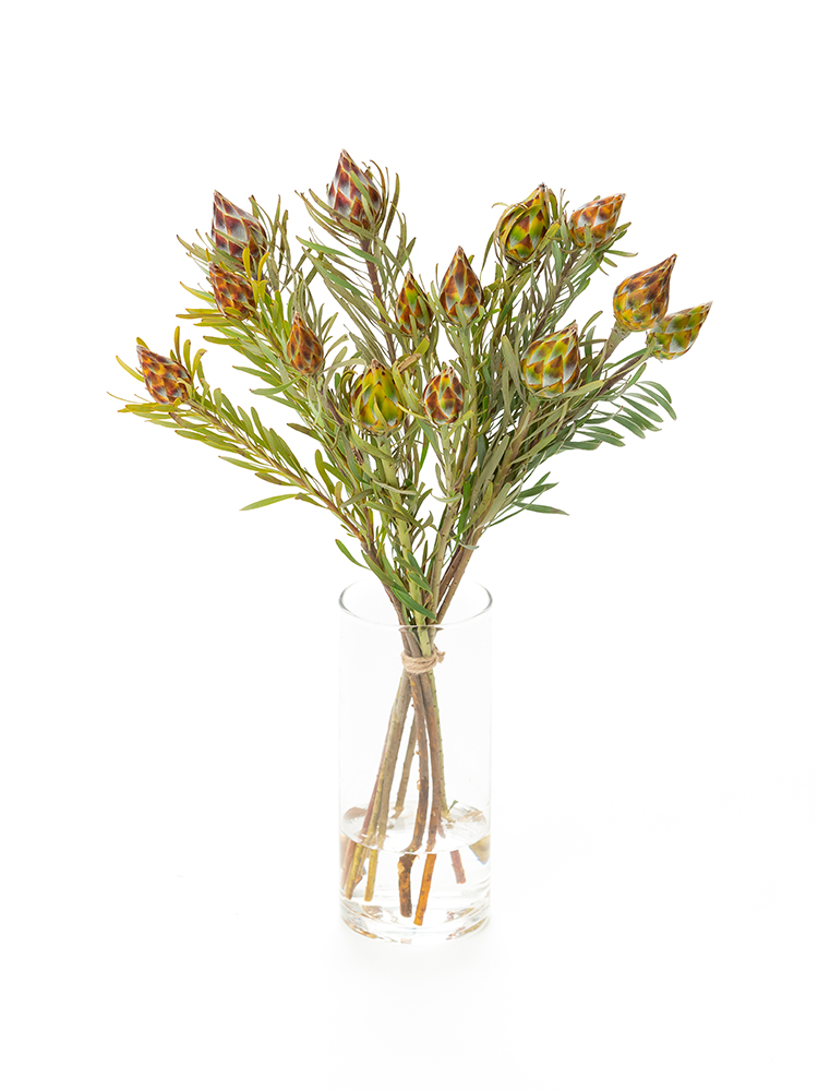 生花】リューカデンドロン プルモサス【茶/50cm/南アフリカ】｜Flower