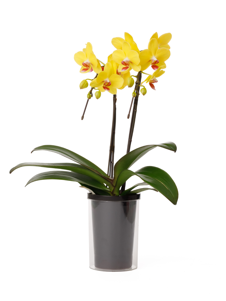 ミディ胡蝶蘭 黄色 2本立ち タンブラーポット（4号）｜Flower Smith