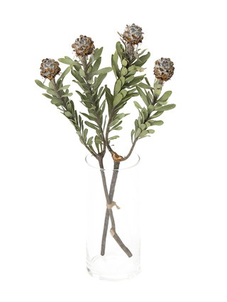 ドライフラワー】リューカデンドロンの品種（種類）一覧｜Flower Smith