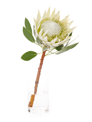 生花】プロテア ビーナス【赤/50cm/南アフリカ】｜Flower Smith Market