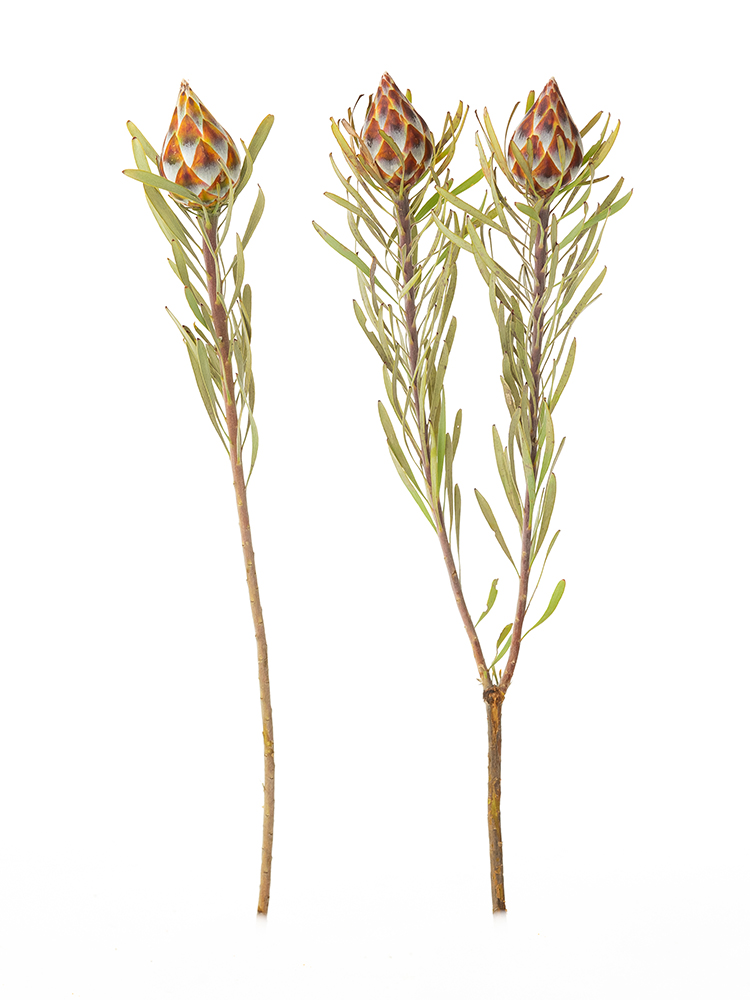 生花】リューカデンドロン プルモサス【茶/50cm/南アフリカ】｜Flower