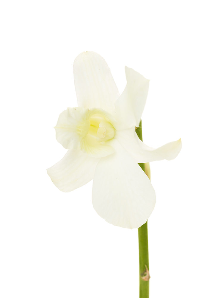 生花】デンファレ ビッグホワイト【白/50cm/タイ】｜Flower Smith