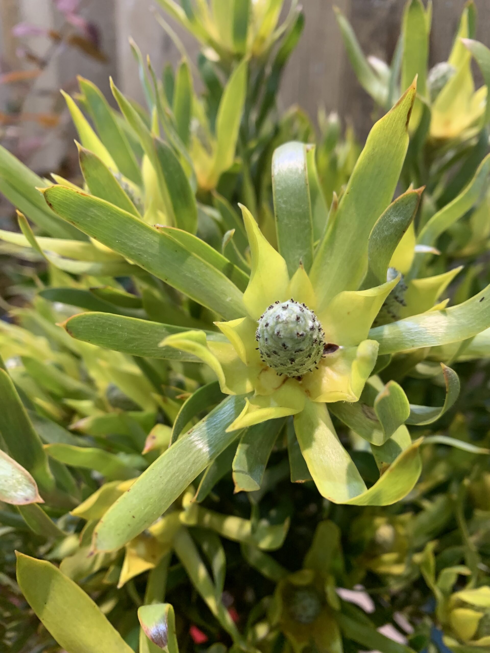 リューカデンドロン ピサ | FLORE21