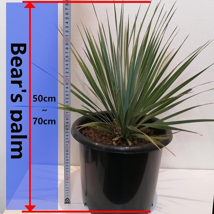 ユッカ・ロストラータ Yucca rostrata_栃木県大田原市生産品_Bear's