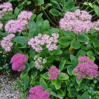 オオベンケイソウ 新・花と緑の詳しい図鑑