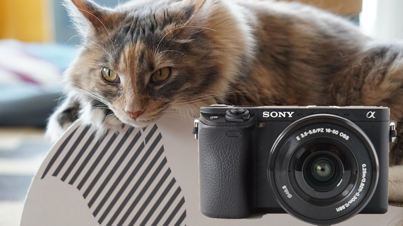 デジカメレビュー】ネコパンチも撮れる！ 世界最速AFのソニー「α6300