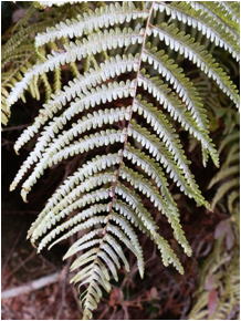 GKZ植物事典・ウラジロ（裏白）