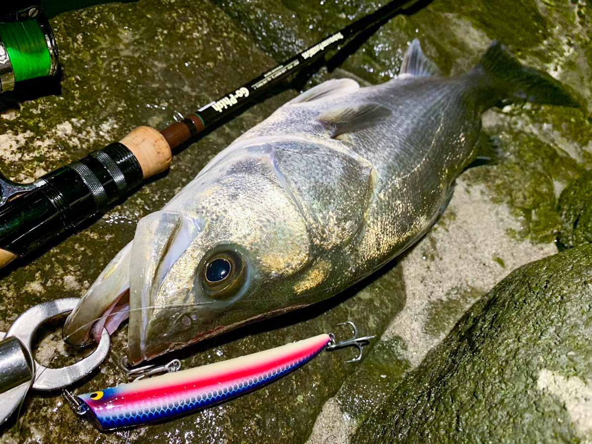 はなお Go-Phish TKL90GP×4色 TKLM120GP×4色 はなお Go-Phish TKL90GP