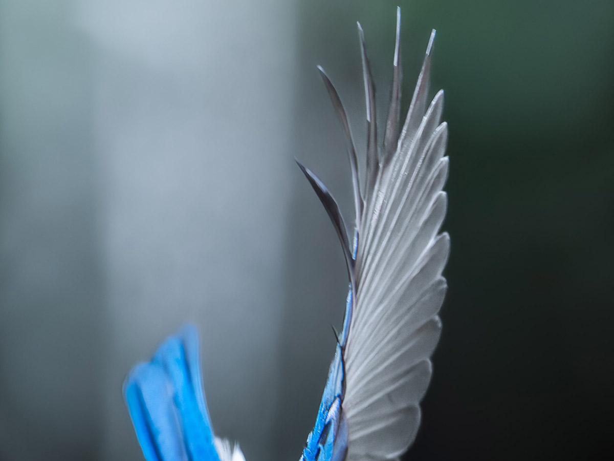 関東で撮影された『幸せの青い鳥』 1枚に「お守りにする」「宝石の
