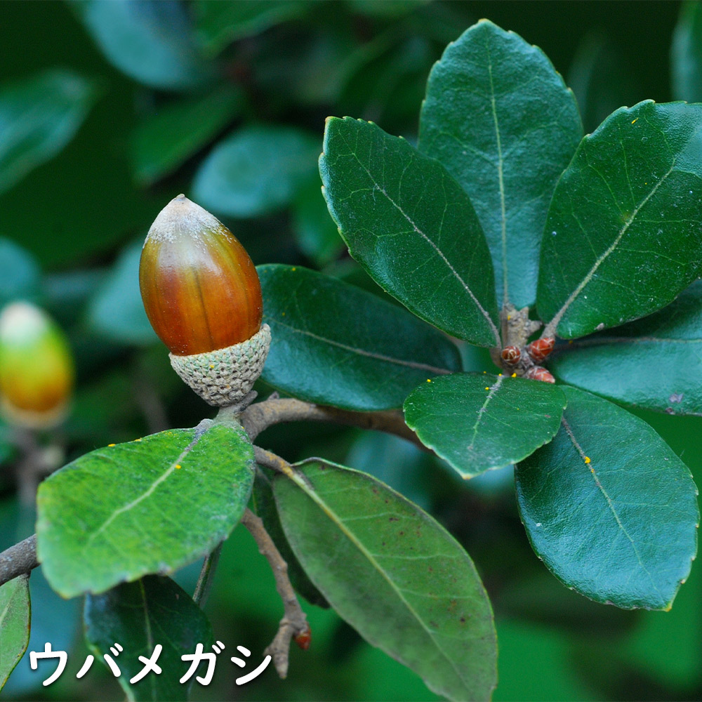ウバメガシ 苗木 販売 トオヤマグリーン
