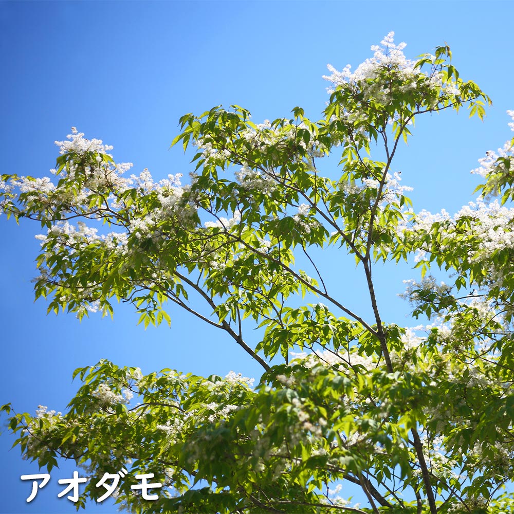 アオダモ(品種指定不可) 苗木 販売 トオヤマグリーン