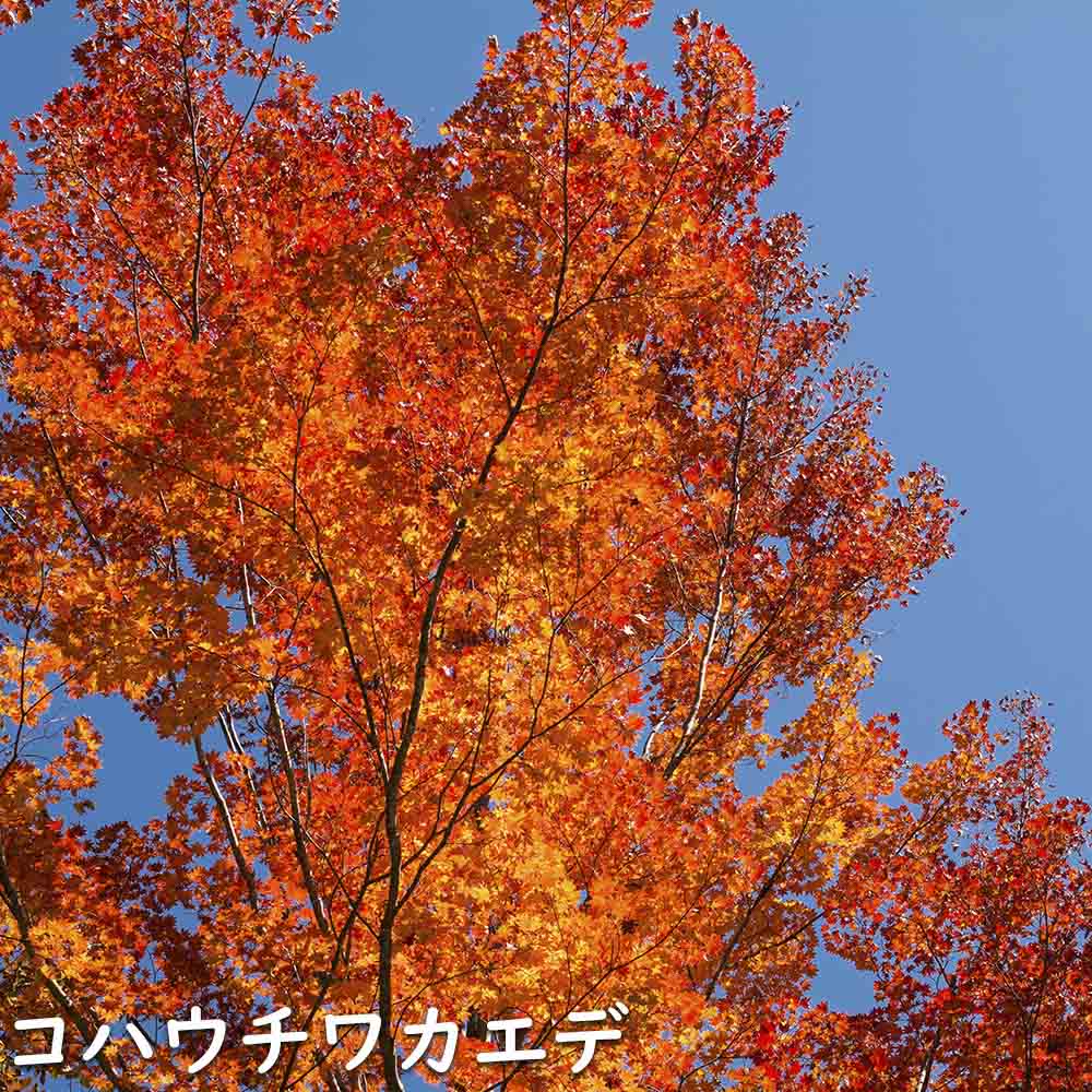 コハウチワカエデ/実生 苗木 販売 トオヤマグリーン