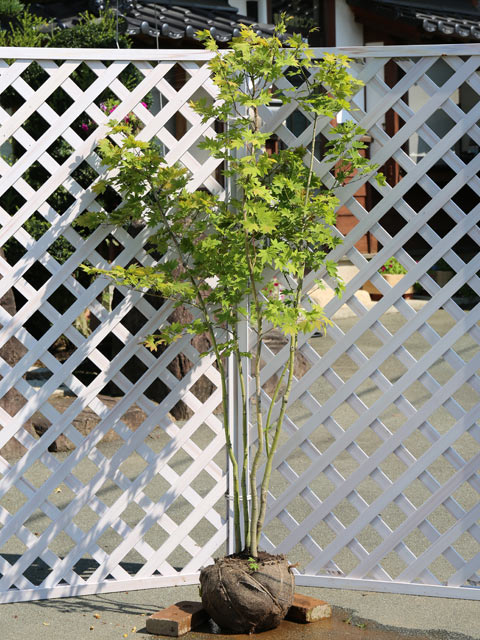 コハウチワカエデ/実生 苗木 販売 トオヤマグリーン