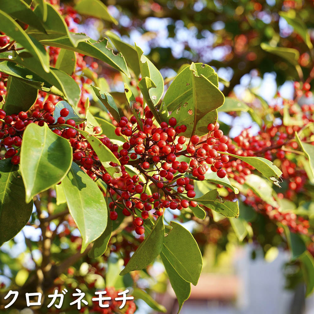 クロガネモチ 苗木 販売 トオヤマグリーン