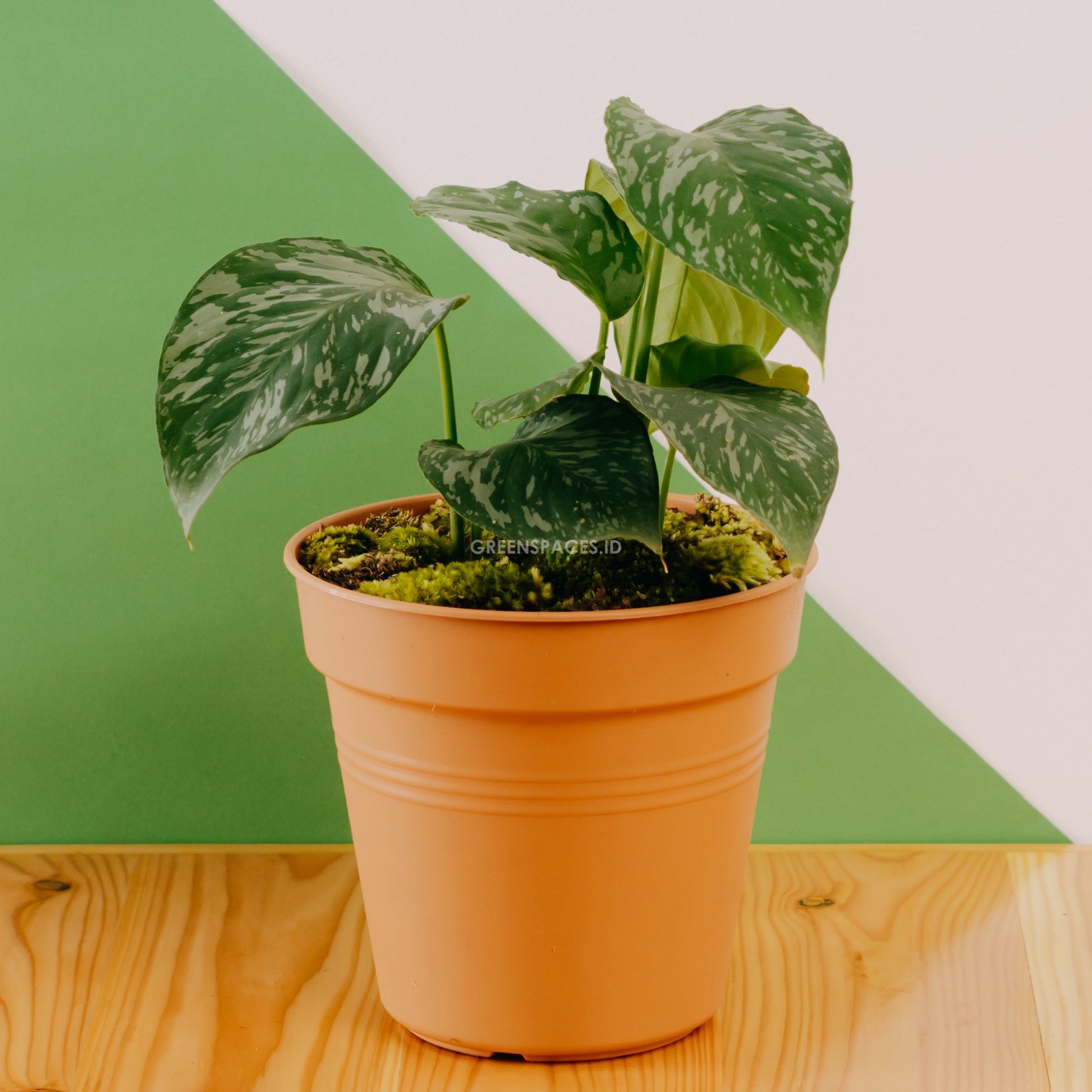 HomalomenaspKalimantan.jpg?v=