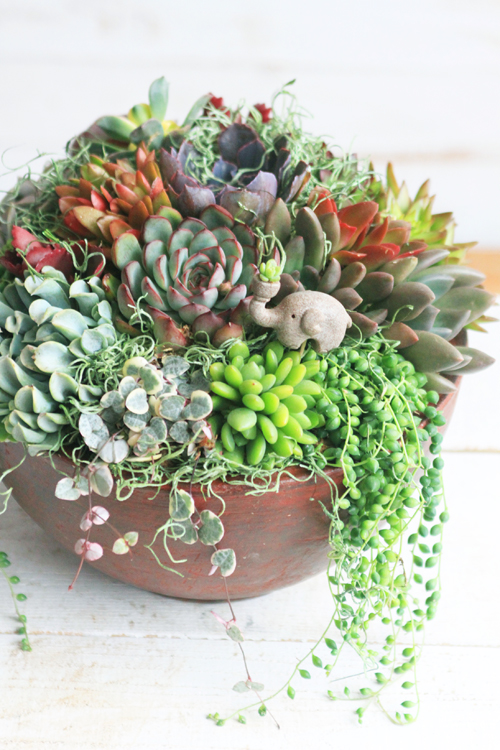 ぞうさんと多肉植物オーダー寄せ植え | アトリエ華もみじ