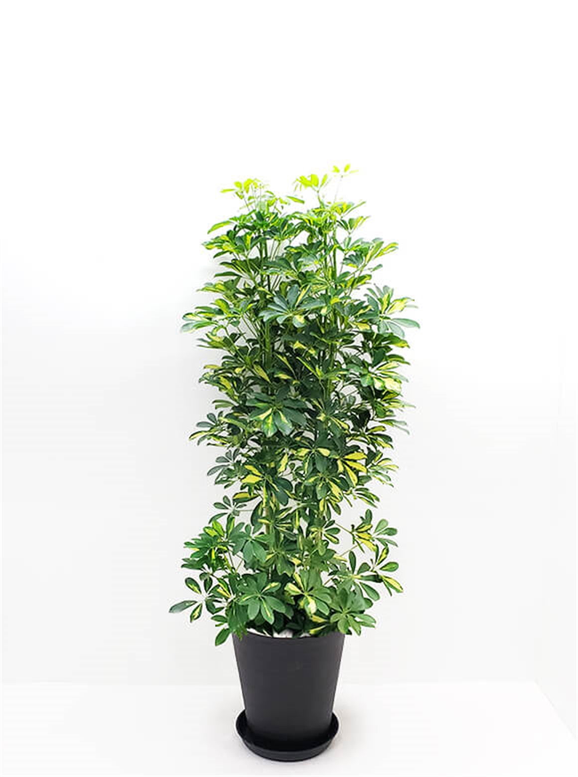 シェフレラ斑入り10号 ブラックポット | 花のギフト通販なら花百花