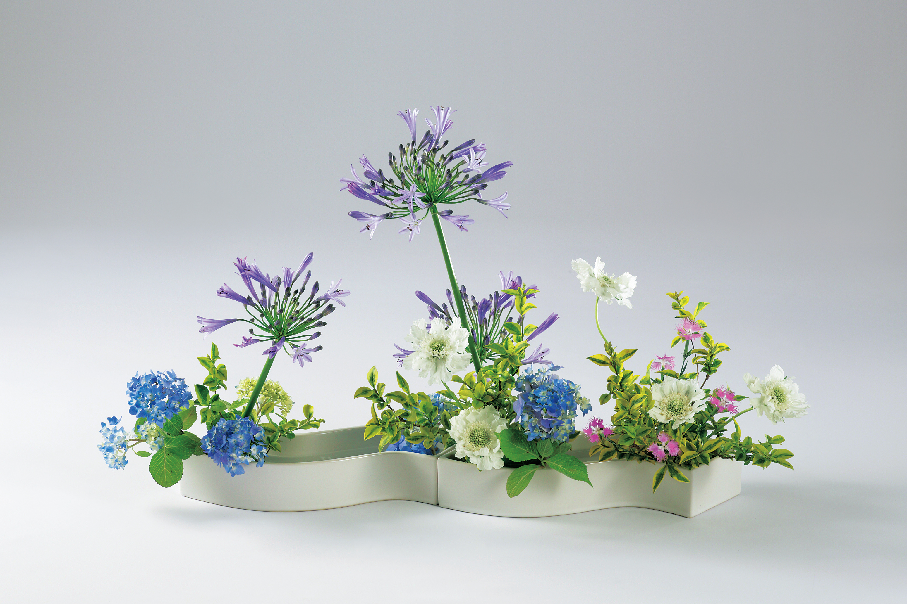 花もあ / 新・ウェーブ