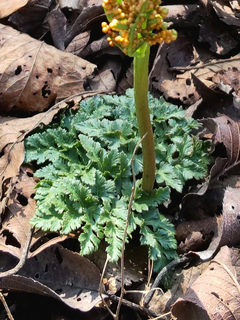 フユノハナワラビ (冬花蕨) - 【植物図鑑】 花の名前を調べる