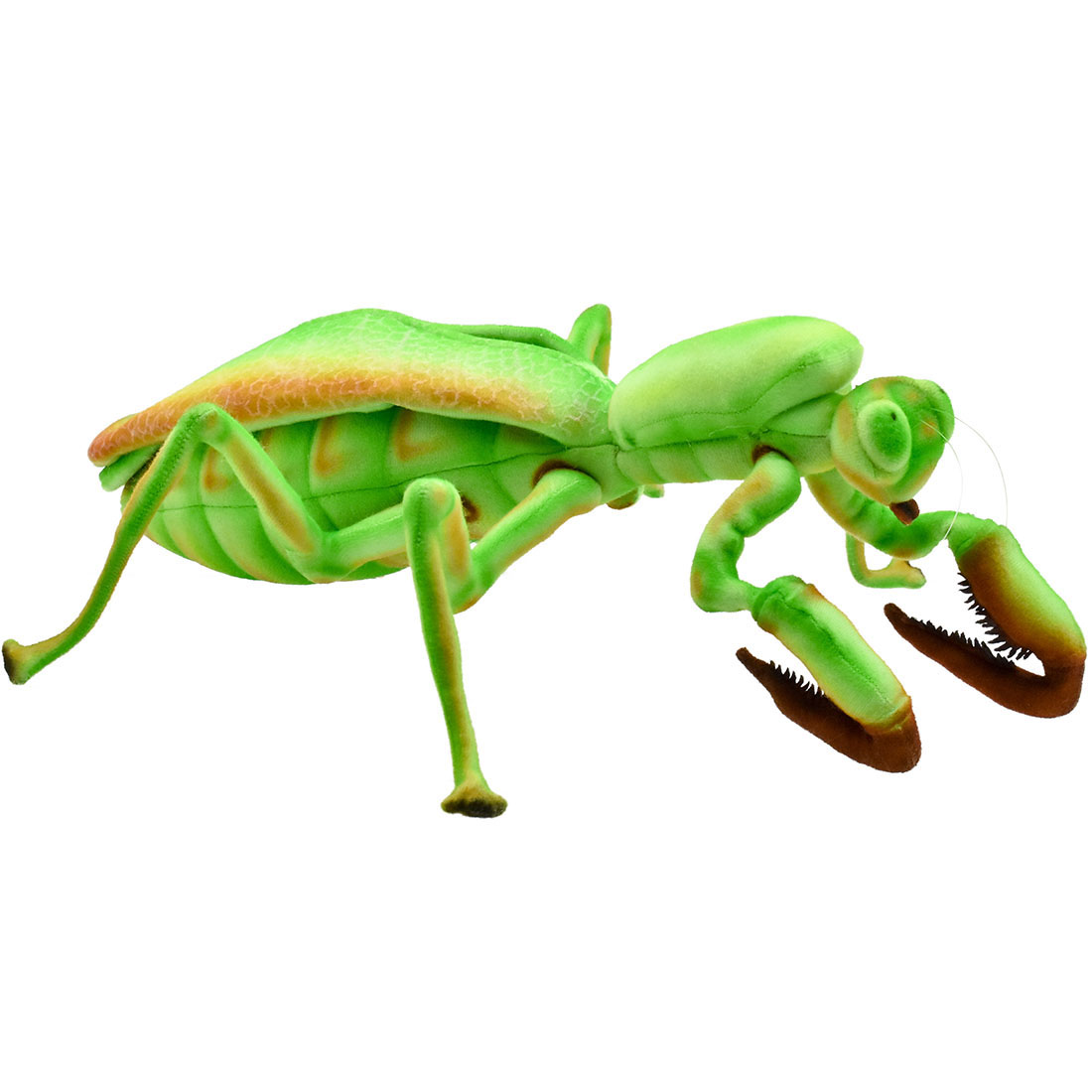 カマキリ 43 | HANSA