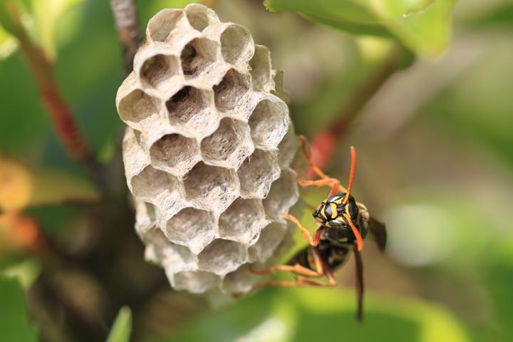 江東区で蜂の巣駆除なら3000円〜到着30分 | 蜂の巣駆除センター