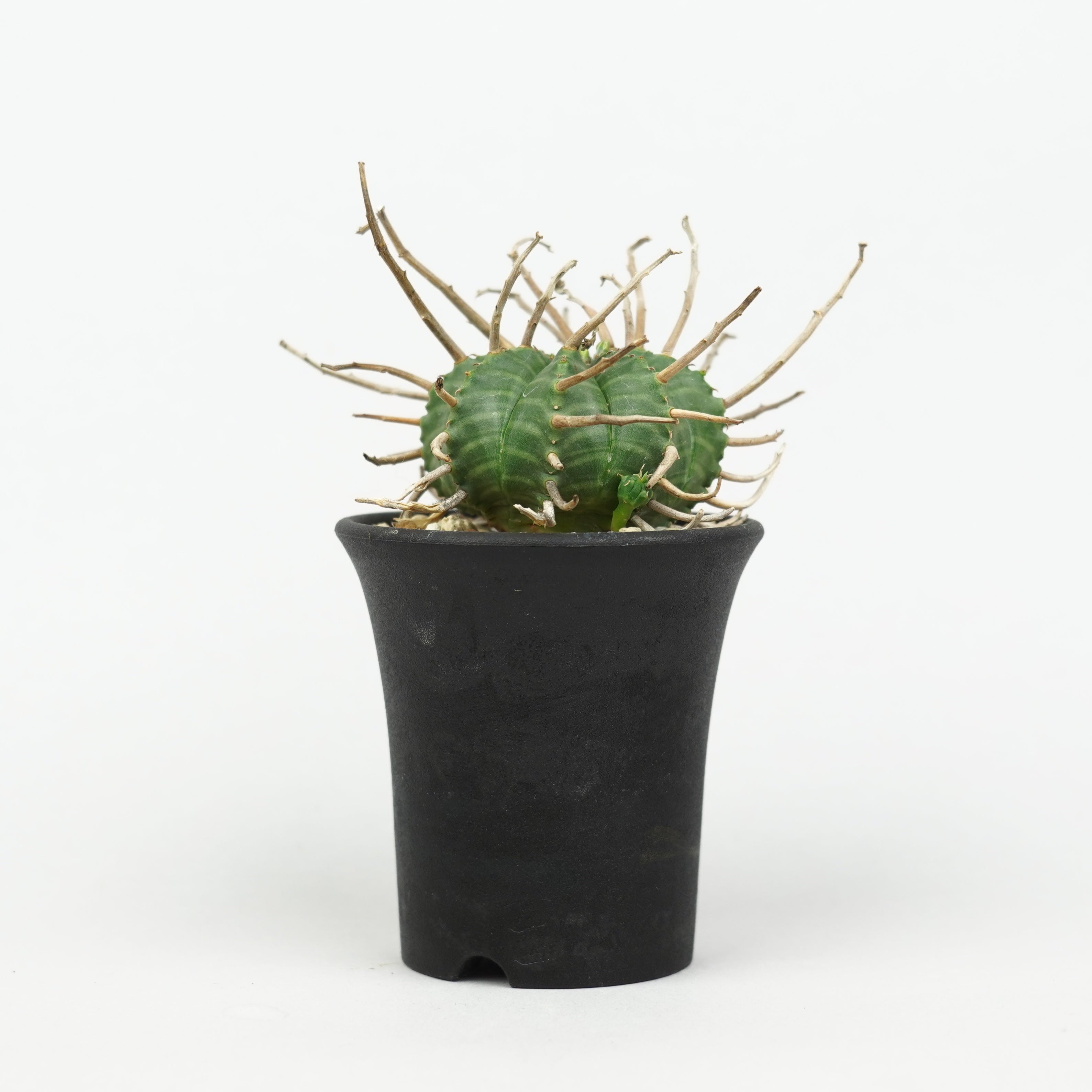 植物/ユーフォルビア/その他のユーフォルビア – Hachi-8