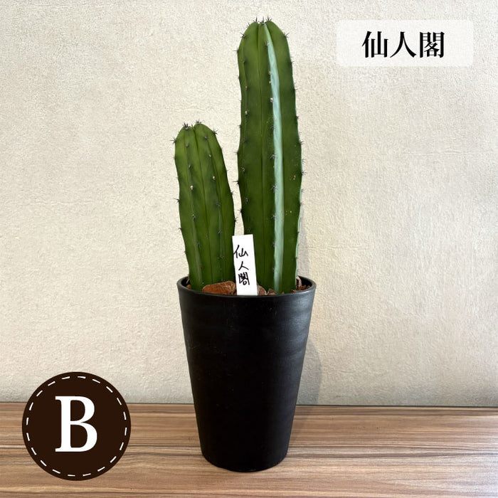 柱サボテン 4号(12cm) 選べるこだわりの品種！ – 鉢人