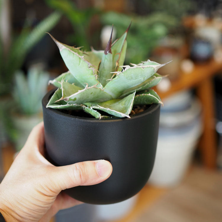 Maceta BowlLong – 鉢人