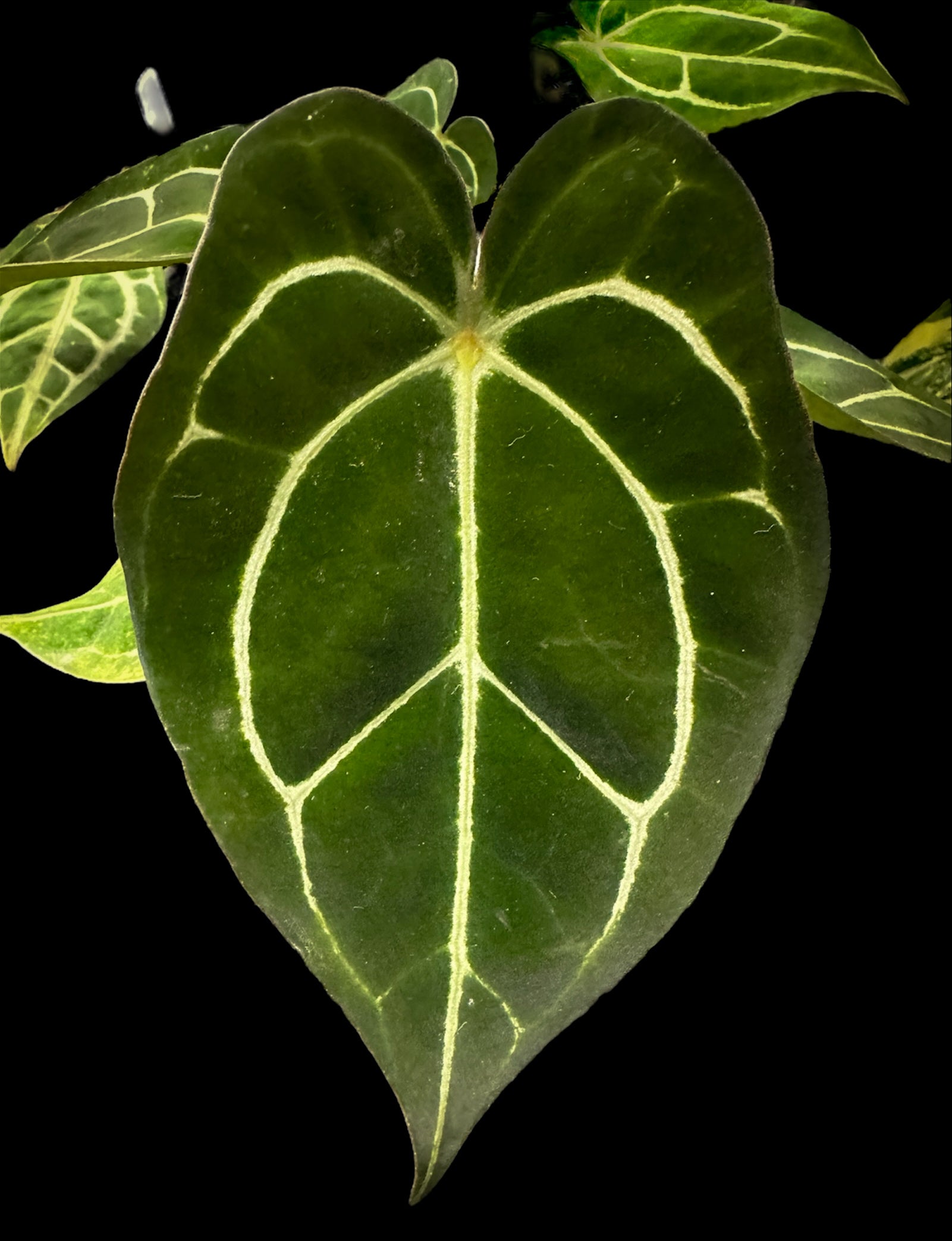 Anthurium Forgetii DF x Carlablackiae – HappiestPlants