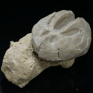 ハンガリー産 ぶんぶくちゃがまウニの化石 約177g＜天然石 化石 送料