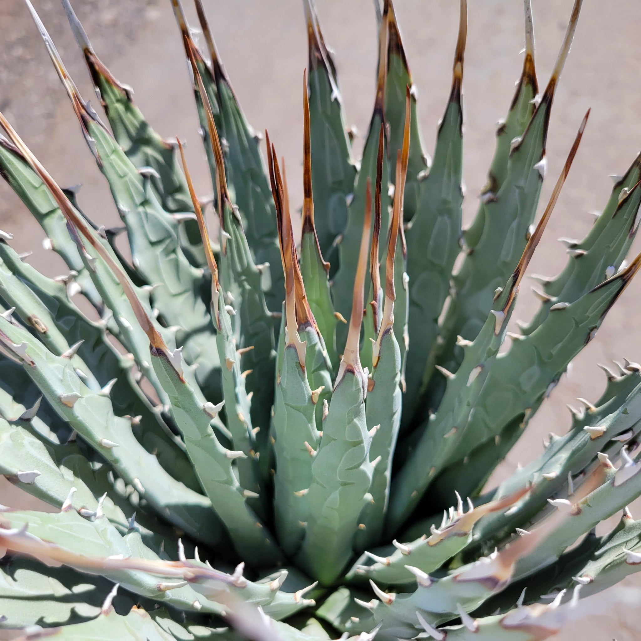 Agave utahensis v. eborispina - Utah Agave – Happy Valley Plants