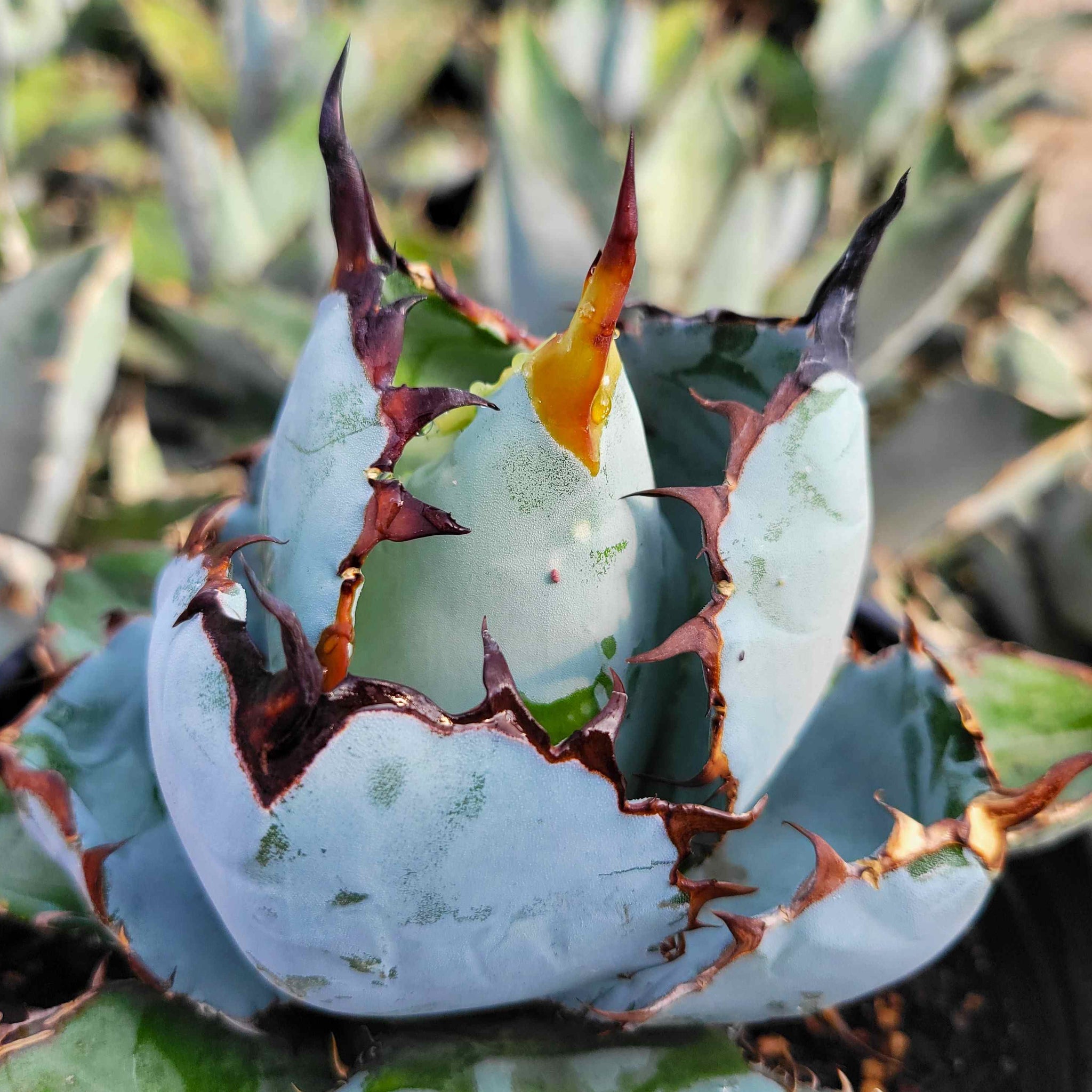 Agave titanota 'Black and Blue' – Happy Valley Plants