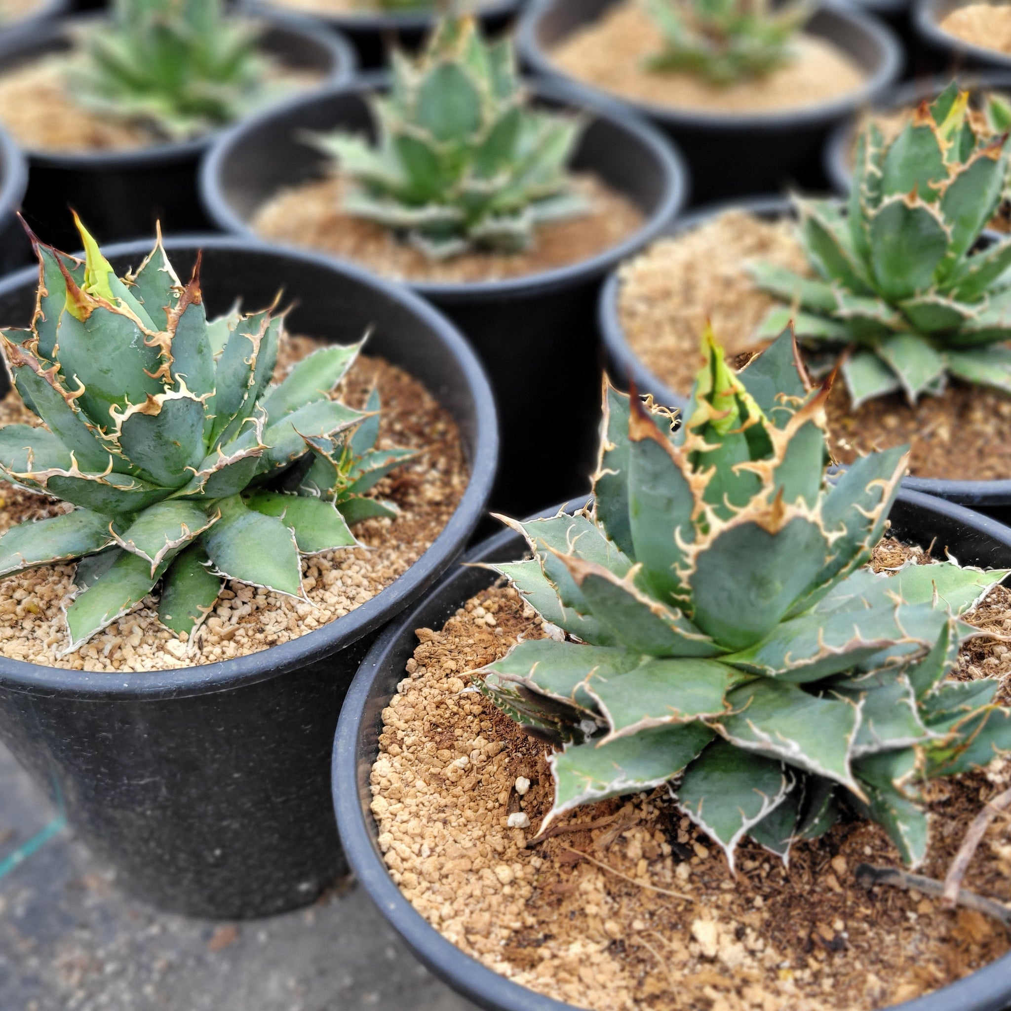 Agave oteroi 'Oaxaca' – Happy Valley Plants