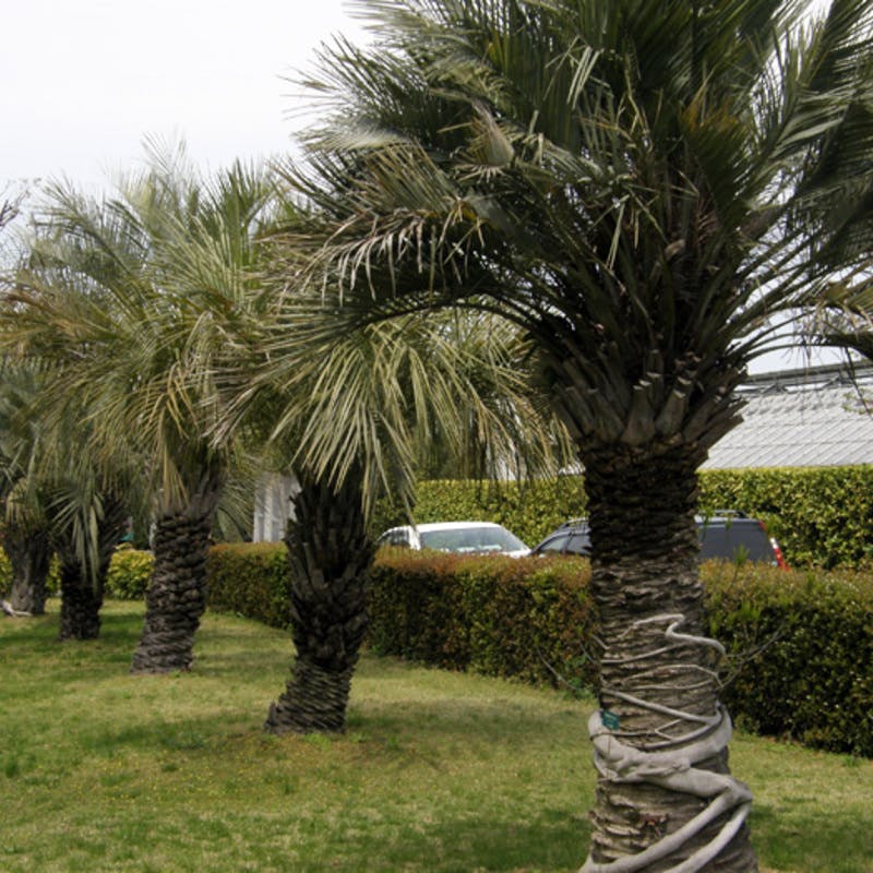 観葉植物ココスヤシ(ヤタイヤシ)の育て方と魅力を徹底解説 | ひとはな